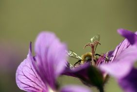 large insect on a purple flower close-up