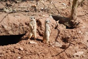 meerkats in the zoo