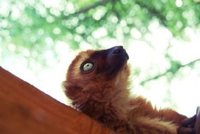 Face Of The Monkey