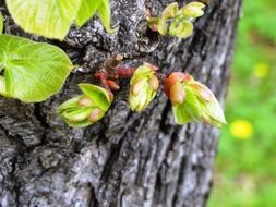 The buds on the tree in spring