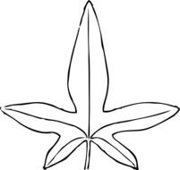 black white leaf of a tree as sketch
