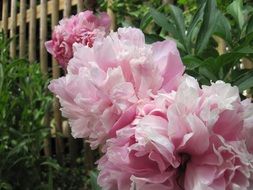 fluffy pink peonies in the garden