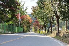 Landscape of Street road