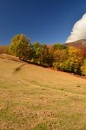 trees in the hills in the countryside