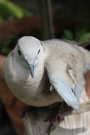 photo of beige dove