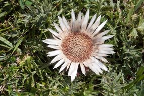 white thistle flower
