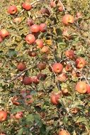 the harvest of red apples in the orchard