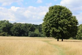 Landscape of Yellow field