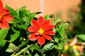 decorative red flowers in the garden