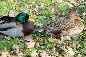duck and drake on the grass