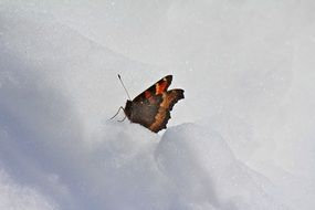 Picture of butterfly on a snow