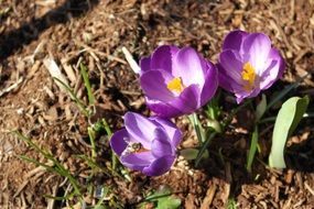 purple crocuses on the field
