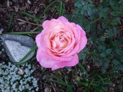 pink rose among green plants in the garden