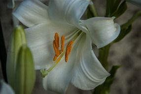 Lily pistil