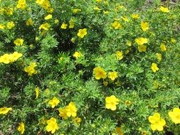 Beautiful yellow shrubby flowers in the garden