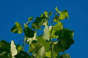 Sunny green leaves in blue sky