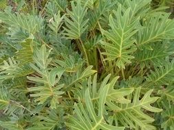 green leaves of Philodendron, background