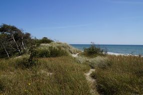 dune landscape with green grass