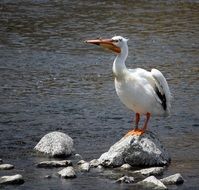 pelican stands on a stone on the water