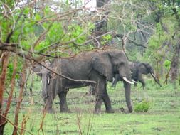 malawi africa elephants