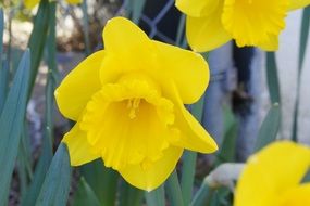 beautiful daffodil flower blossom