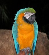 parrot jungle bird tropical