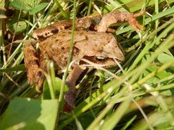 frog sitting on green grass