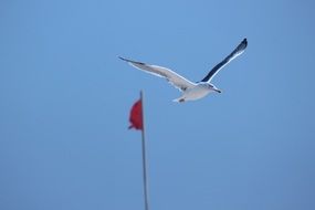 Seagull near red flag