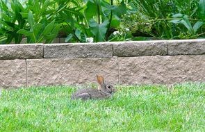 gray rabbit lies in the green grass near the fence