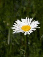 white daisy with sharp petals