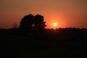 Romantic sunset through trees