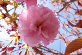 delicate pink flower in the garden