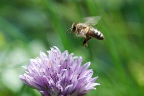 extraordinarily beautiful honeybee flying