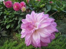 Close-up of the beautiful blooming pink, purple and white flower near other colorful flowers