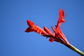 red bloom of a ginger