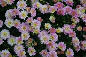 bush of cute spring flowers