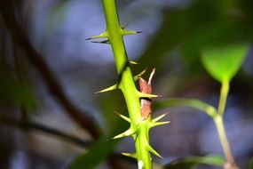 extraordinary beauty thorns