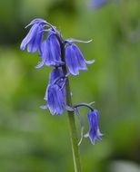 Picture of the blue star flowers