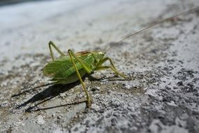 green insect on a stone close-up