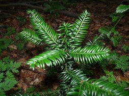 yew tree