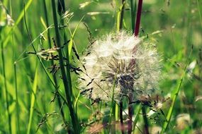 White dandelion in the thickets