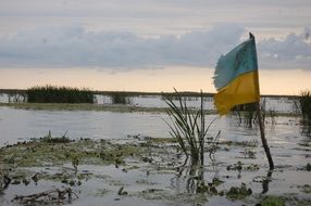 flag of Ukraine in the swamp