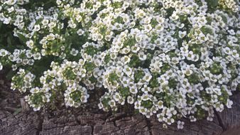 white flowers nature flowering shrub