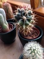 variety of cacti in flower pots