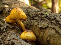 tree forest mushroom