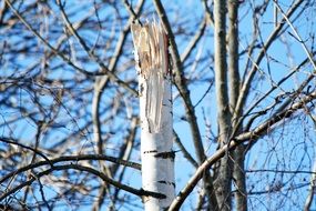 wonderful birch trees