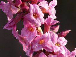 spring garden plants with bright pink flowers