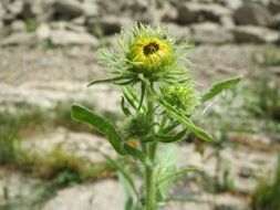 british yellowhead inula britannica