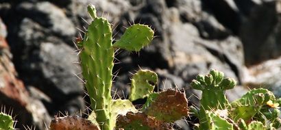 green cactus with prickles near the stone