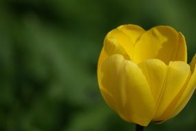 yellow tulip on blurred background